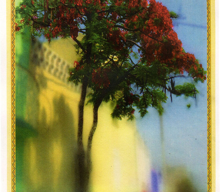 A CMYK photo litho print depicting a tall tree laden with vibrant red flowers