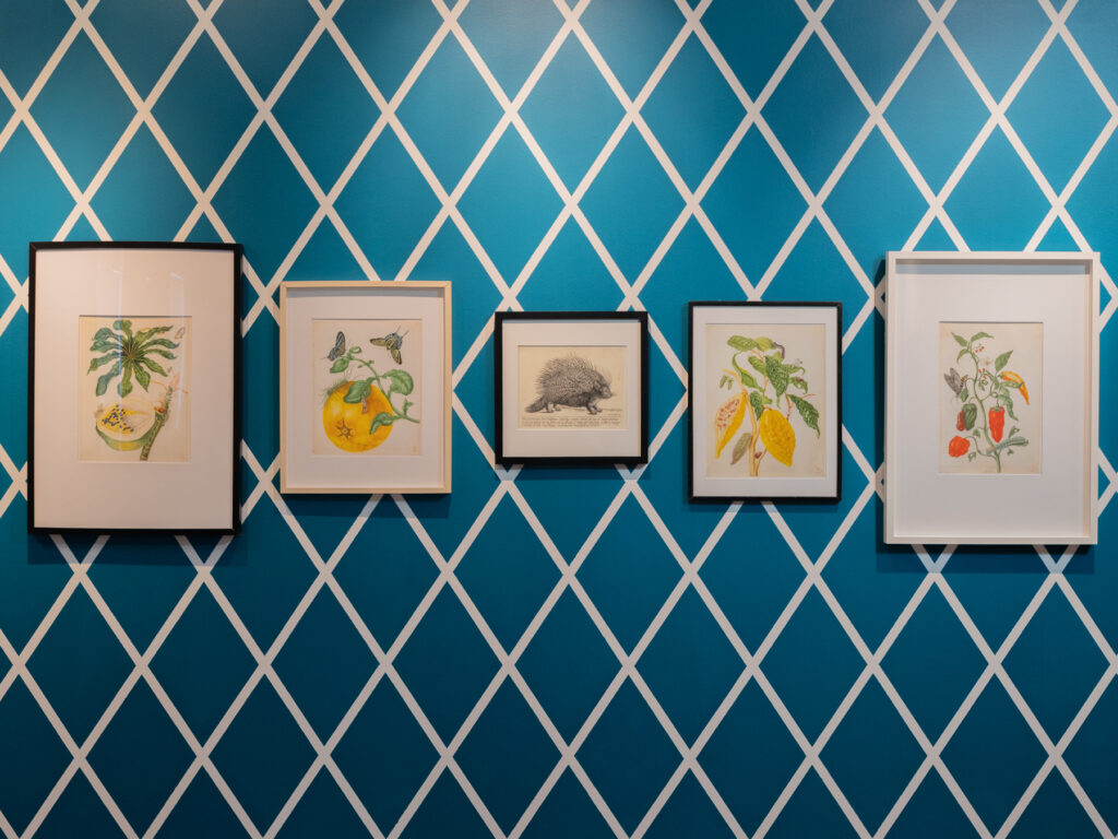 An installation view of Ceilidh Munroe's Fruition, featuring 5 framed prints hung in a row on a wall painted in dark blue with a diamond shaped white line pattern.