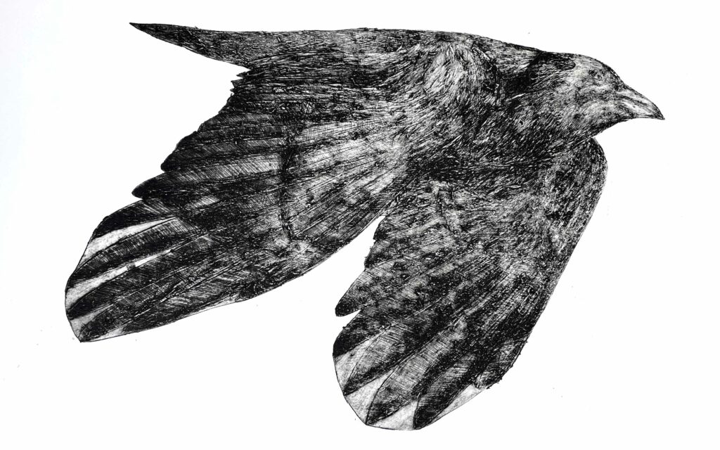 A large black bird is shown flying on a white background. The bird’s wings are tucked, it has a large beak, and the texture of its feathers are printed in black ink.